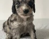 Cockapoo