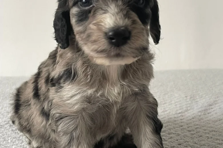 Cockapoo