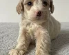 Cockapoo