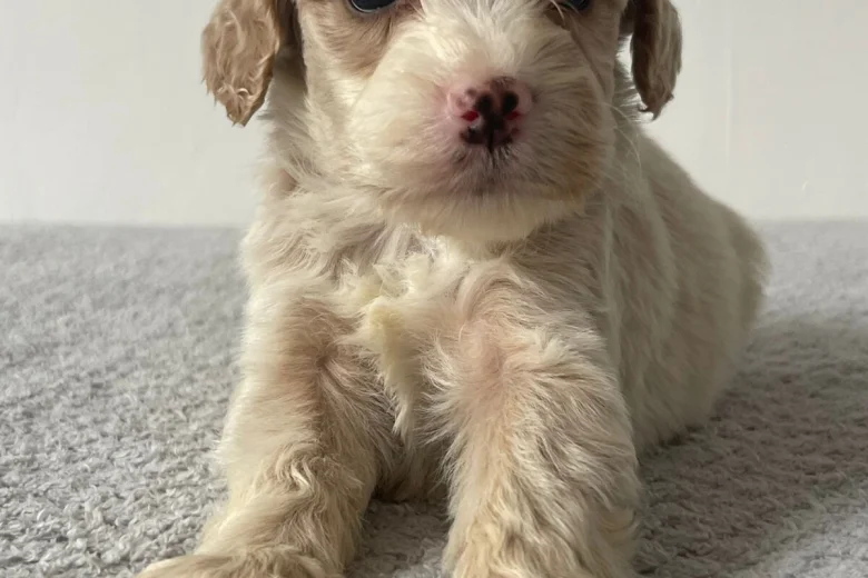 Cockapoo