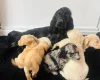 Cockapoo