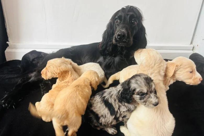 Cockapoo