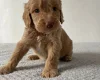 Cockapoo