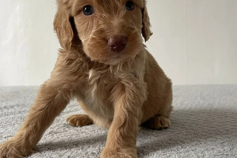 Cockapoo