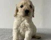 Cockapoo