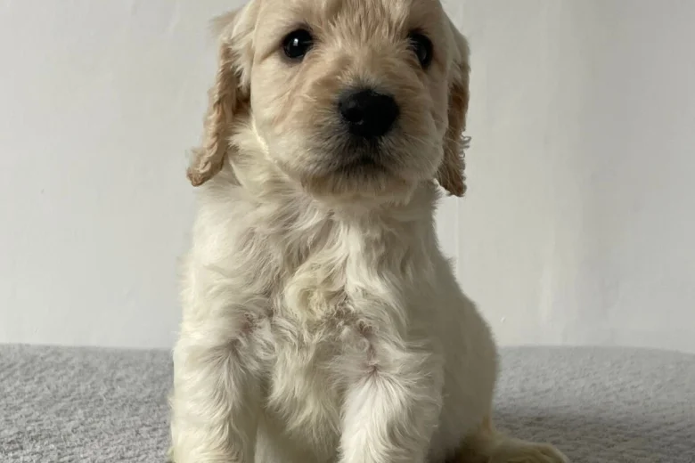 Cockapoo