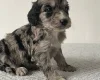Cockapoo