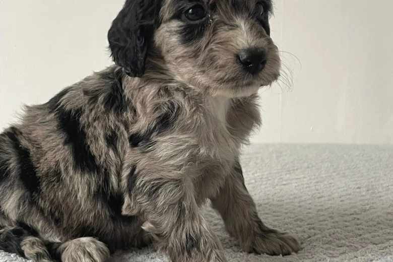 Cockapoo