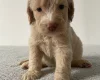 Cockapoo