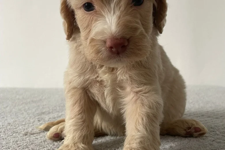 Cockapoo