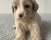 Cockapoo