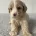 Cockapoo