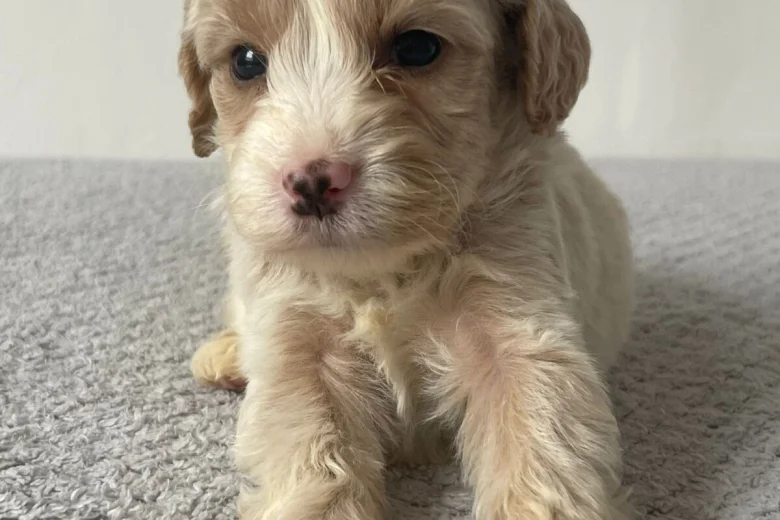 Cockapoo