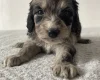 Cockapoo