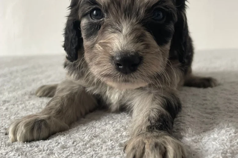 Cockapoo
