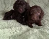 Cockapoo