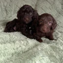 Cockapoo