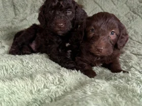 Cockapoo