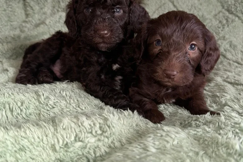 Cockapoo