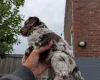 Cockapoo