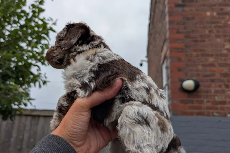 Cockapoo