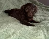 Cockapoo