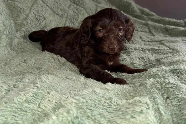 Cockapoo