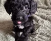 Cockapoo