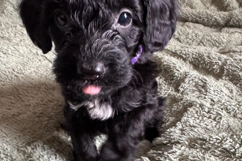 Cockapoo