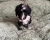 Cockapoo