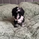 Cockapoo