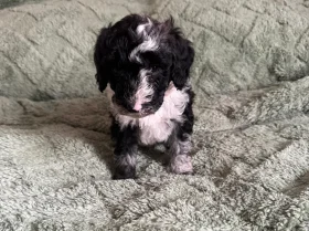 Cockapoo