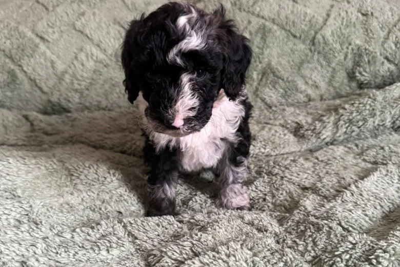 Cockapoo