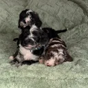 Cockapoo