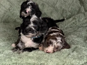 Cockapoo
