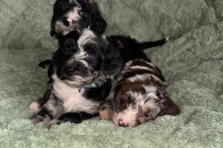 Cockapoo