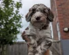 Cockapoo