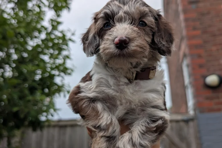 Cockapoo