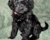 Cockapoo