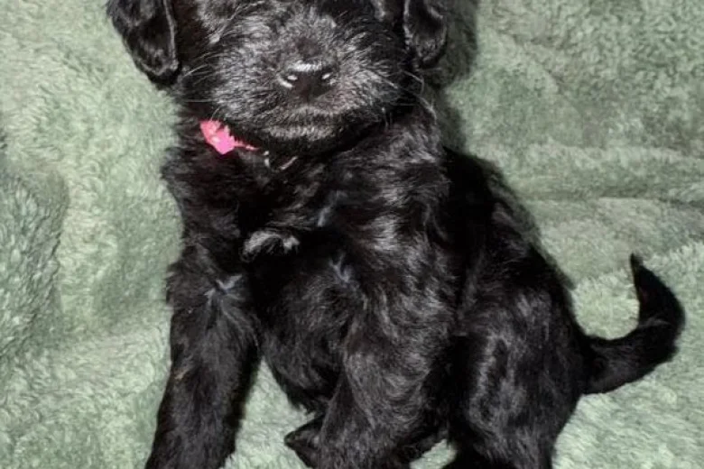 Cockapoo