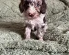 Cockapoo