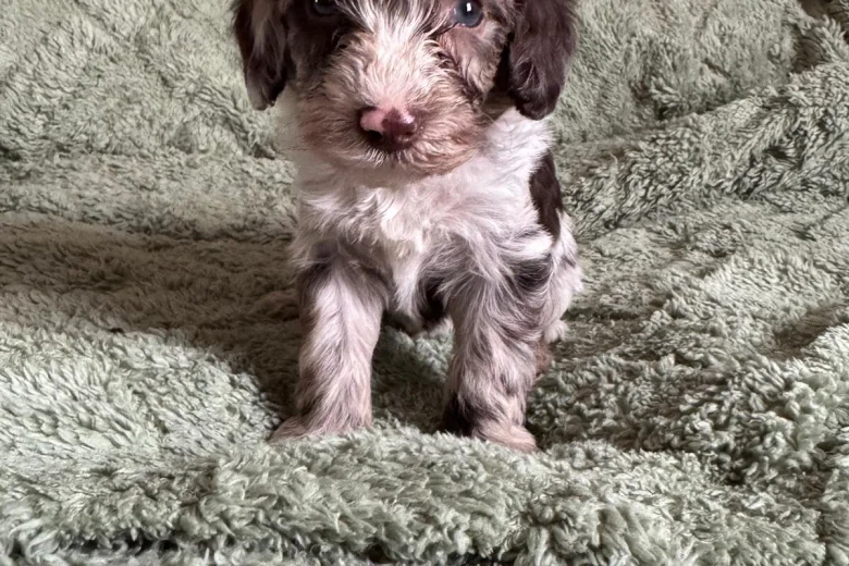 Cockapoo