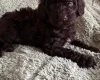 Cockapoo