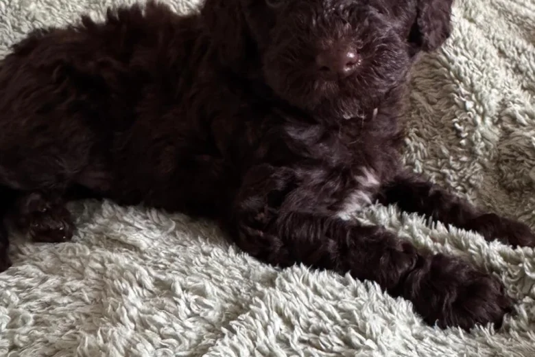 Cockapoo