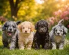 Cockapoo