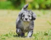Cockapoo