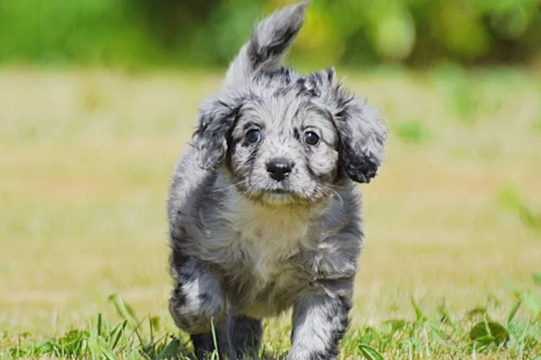 Cockapoo
