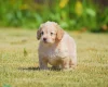 Cockapoo