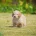 Cockapoo