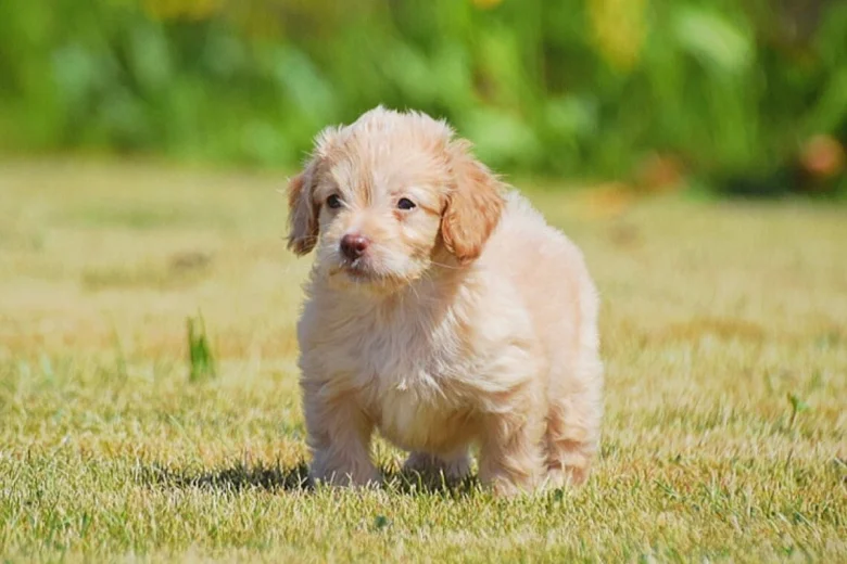 Cockapoo